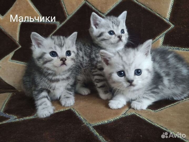 Британские котята