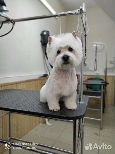 Стрижка собак и кошек. Чистка зубов. Тримминг