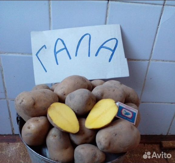 Картофель оптом
