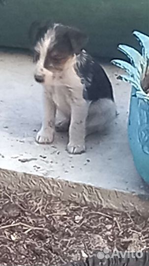 Собаки щенки