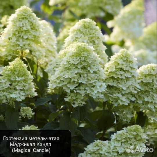 Гортензия, Ванила Фрайз, Полар Бир, Мэджикал Кэндл