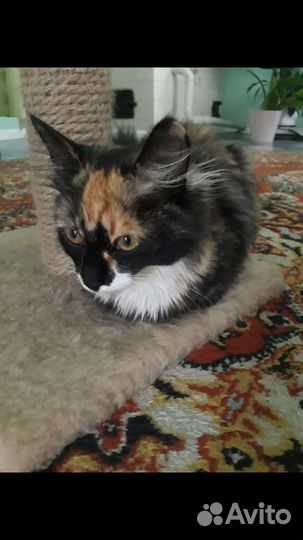 Кошка в дар