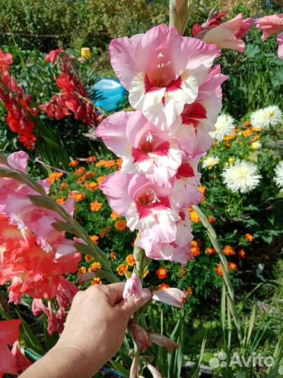 Гладиолусы луковицы (сортовые)