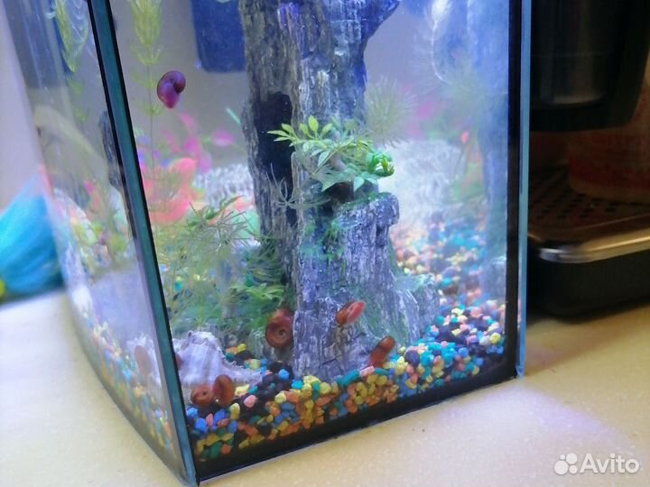 Улитки аквариумные