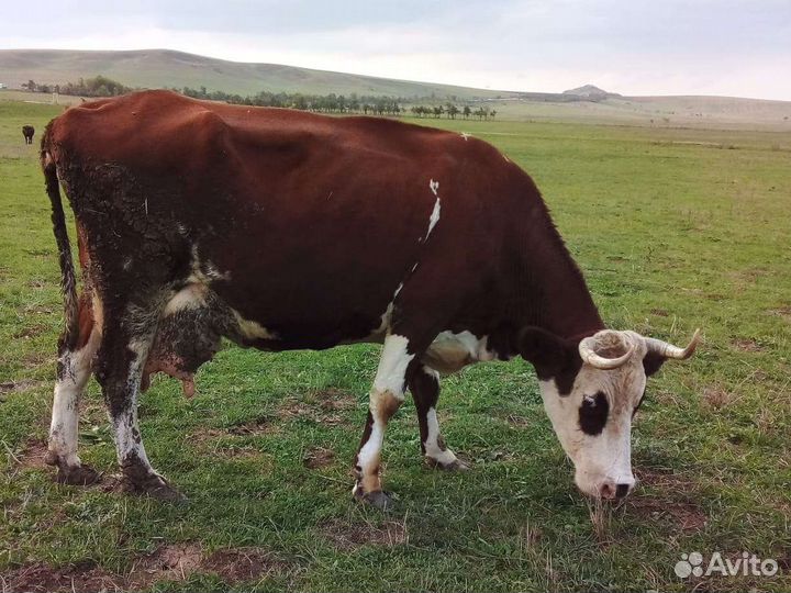 Корова дойная