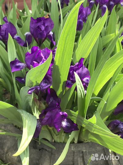 Ирис синий