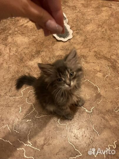Кошка в добрые руки