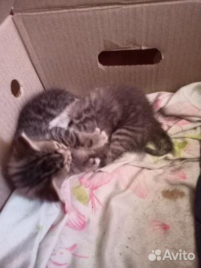 Котята