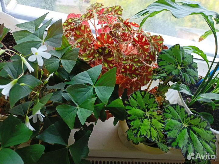 Юкка, кислица, бегония