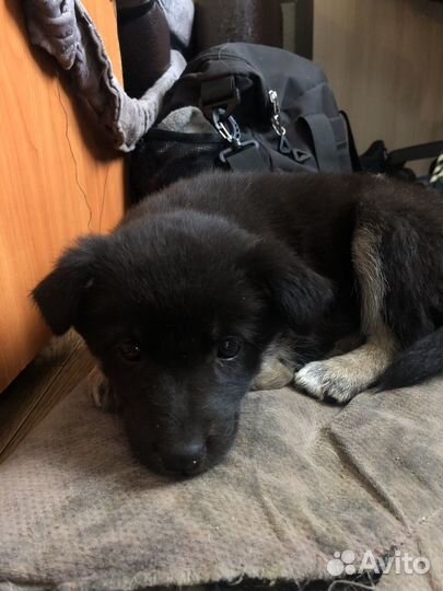 Щенок в добрые руки