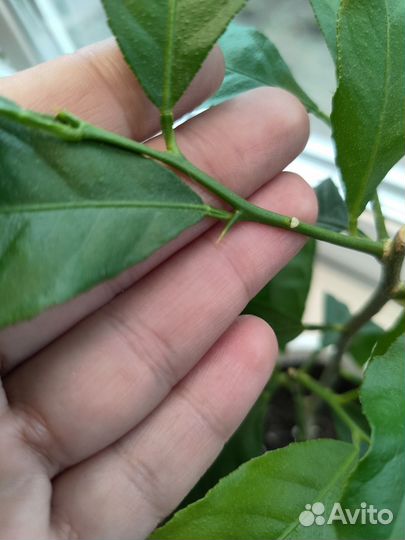 Лимон / Комнатные растения / Комнатное дерево