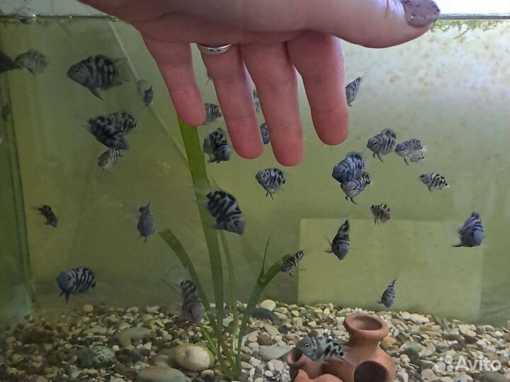 Рыбка обмен. Карликовый сапфировый попугайчик