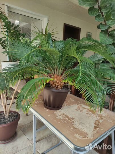 Продам цикас