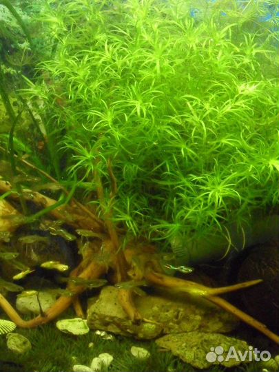 Аквариумные растения Наяс, роголистник