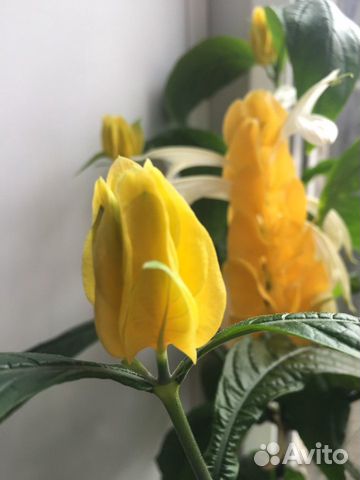 Пахистахис Комнатные растения