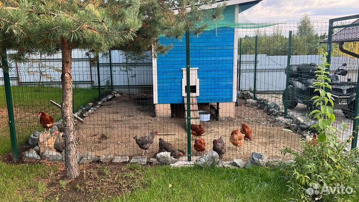 Курицы несушки молодки