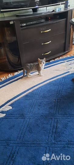 Кошка в дар бесплатно