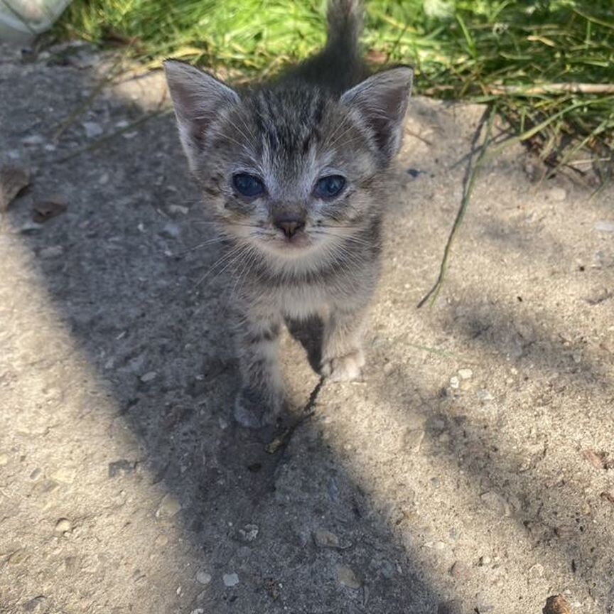 Котенок девочка в добрые руки