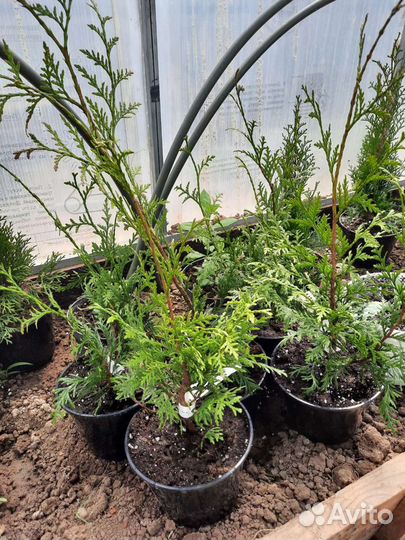 Растения для сада