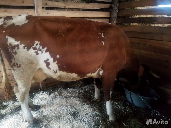 Продам корову дойную