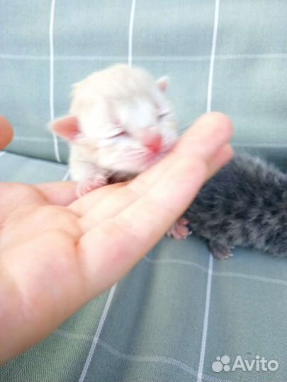 Котята курильского бобтейла