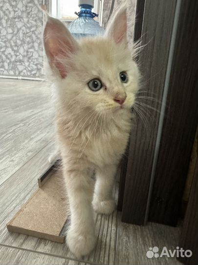 Котята мейн-кун