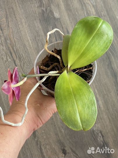 Фаленопсис