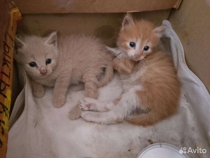 Котятки сиротки