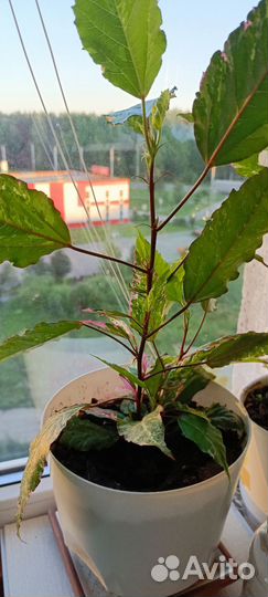 Замиокулькас Султан Юкка