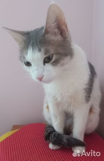 Кошечка-компаньон в добрые руки