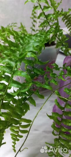 Папоротник комнатный