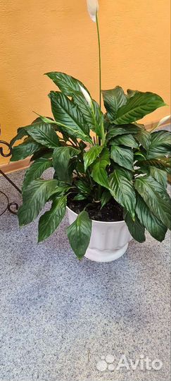 Спатифиллум