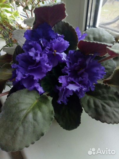 Фиалка ек-Гермес