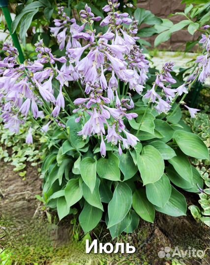 Хоста Blue, зеленовато-голубая