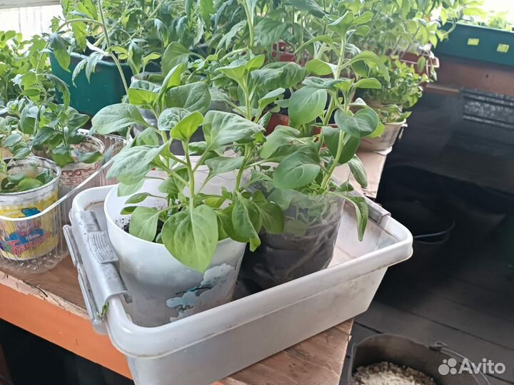 Рассада петуньи ампельной