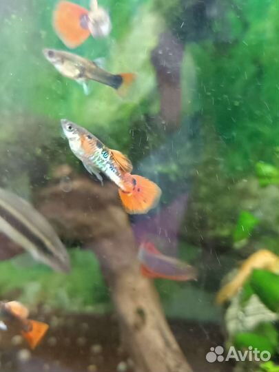 Рыбка. Гуппи