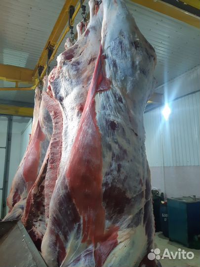 Продам мясо говядина