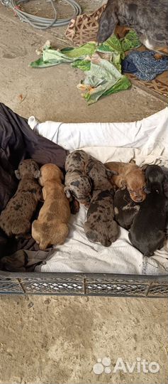 Кроличья такса