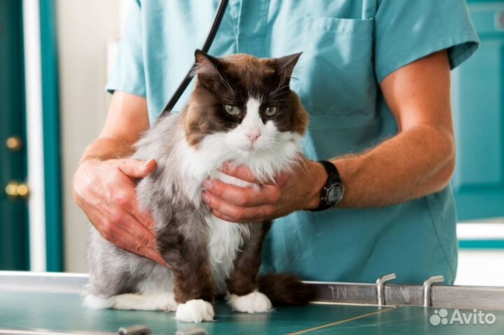 Ветеринарный врач на дом круглосуточно