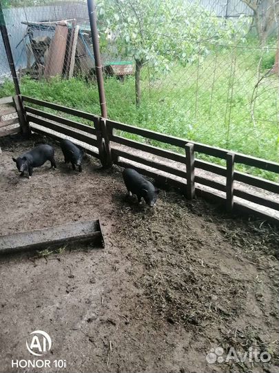 Вьетнамск вислобрюхий поросенок