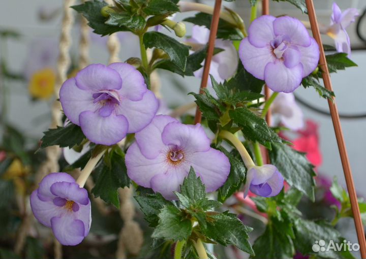 Продам ризомы ахименесов