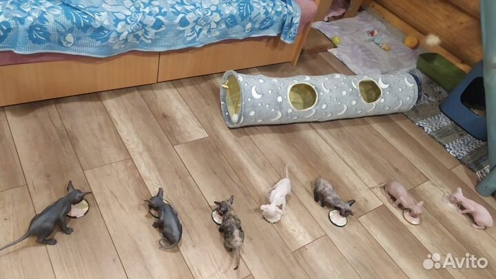Донской сфинкс котята