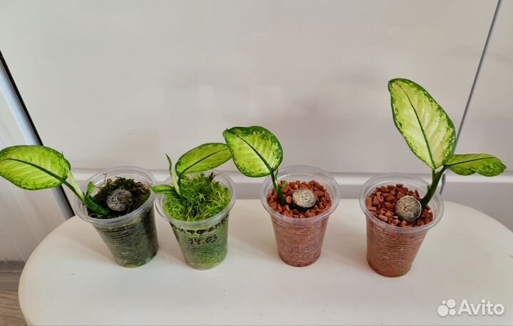 Диффенбахия Рудольф роерс