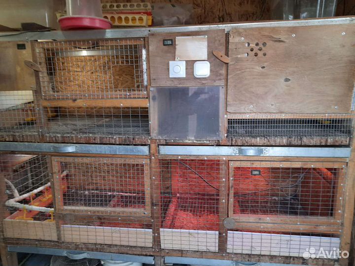 Мобильная перепелиная ферма