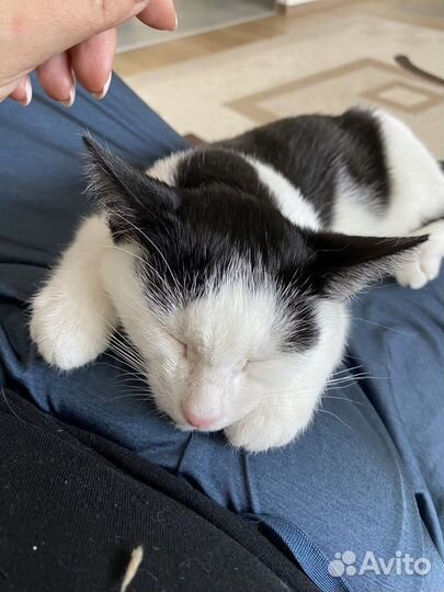 Котята мышеловы даром