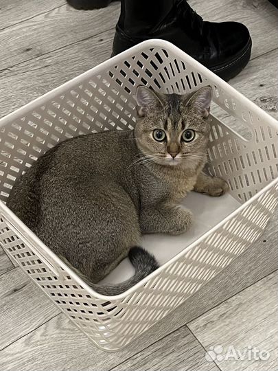 Шотландские котята