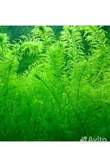Элодея,аквариумное растение