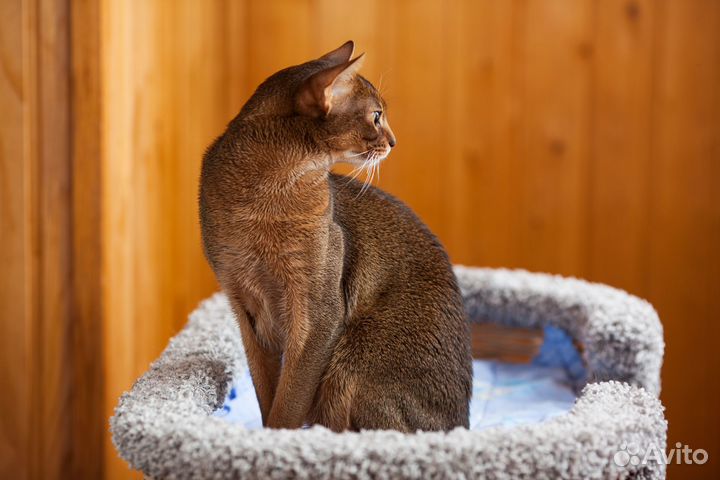 Абиссинский кот