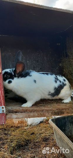 Кролик самец