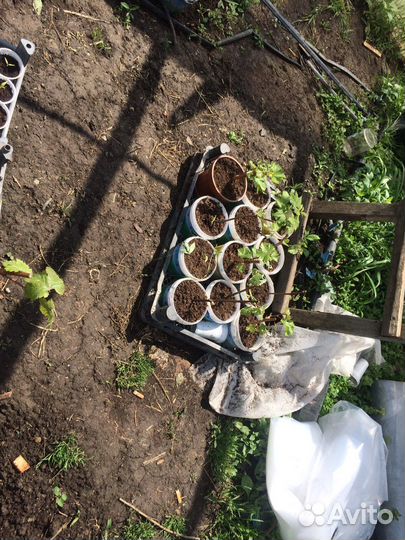 Саженцы винограда